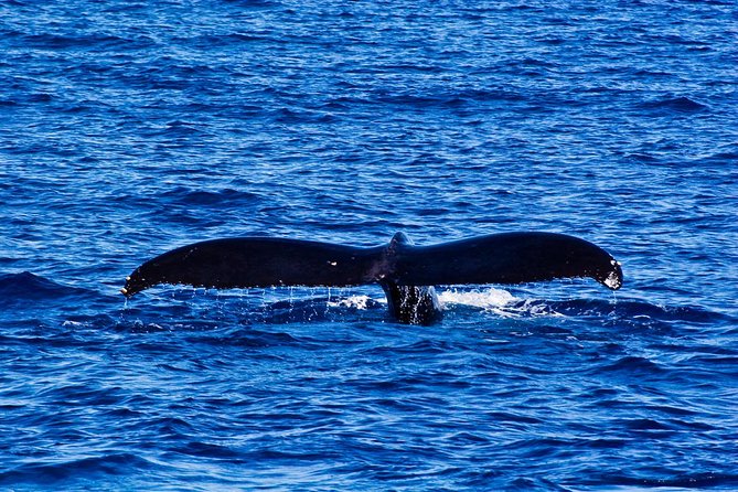 Waikiki Deluxe Catamaran Whale Watch - Catamaran comfort, seating, and onboard service
