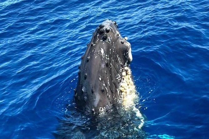 Waikiki Deluxe Catamaran Whale Watch - The whale guarantee and its limits