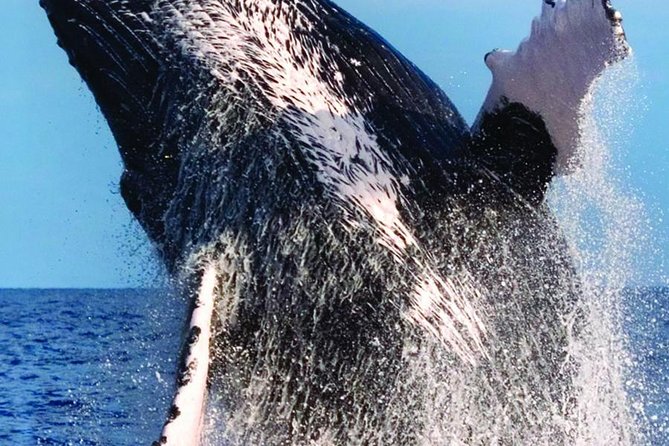 Waikiki Deluxe Catamaran Whale Watch - Price and value at $89