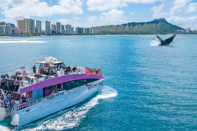 Waikiki, Oahu 2-Hour Whale Watching: Guaranteed Sightings - What you might see besides whales