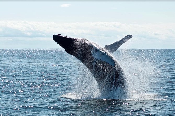 Waikiki, Oahu 2-Hour Whale Watching: Guaranteed Sightings - The crew makes a real difference