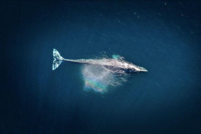 Waikiki, Oahu 2-Hour Whale Watching: Guaranteed Sightings - Boat motion, weather, and comfort