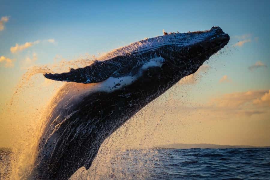 Waikiki: Sunset Whale Watching with 2 Drinks (BYOB-Friendly) - Leaving Ala Moana Harbor for the open coast