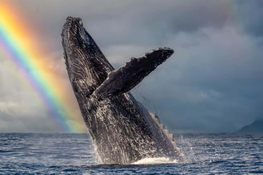 Waikiki: Sunset Whale Watching with 2 Drinks (BYOB-Friendly) - Final call: choose the sunset if the mood matters