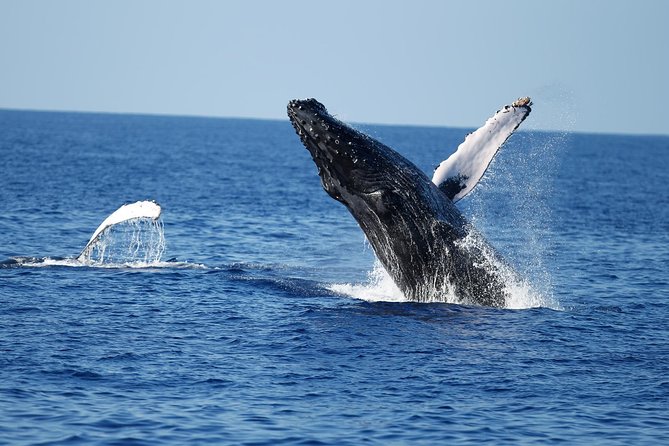 Waikiki Whale Watching Cruise with Snack & Trolley Transportation - Hula, E Ho Mai, and whale songs