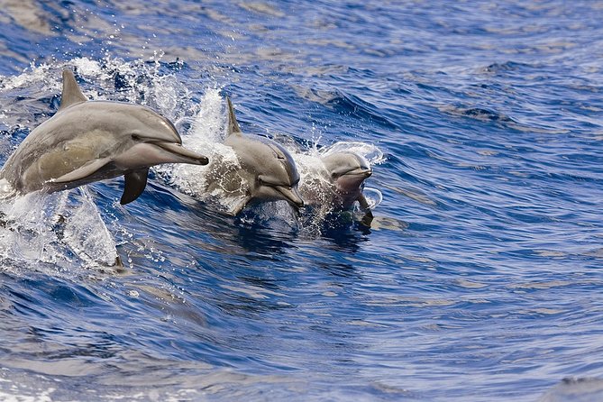 Waikoloa Deluxe Whale Watch - Key points before you book