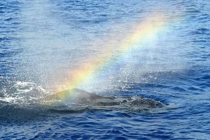 Waikoloa Deluxe Whale Watch - Choosing your departure time