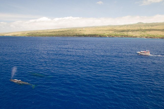Waikoloa Deluxe Whale Watch - Family appeal and who should book