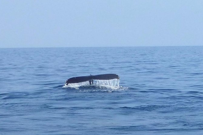 Wake Up With the Whales Cruise on Seasmoke - Beach boarding and the ride to the catamaran