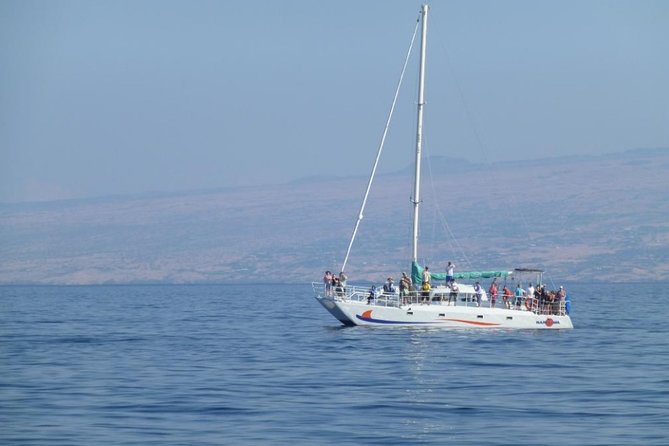 Wake Up With the Whales Cruise on Seasmoke - The whale-watching portion: what you actually do