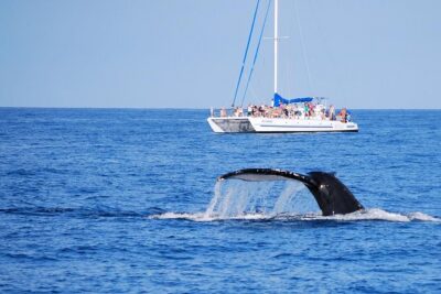 Wake Up With the Whales Cruise on Seasmoke