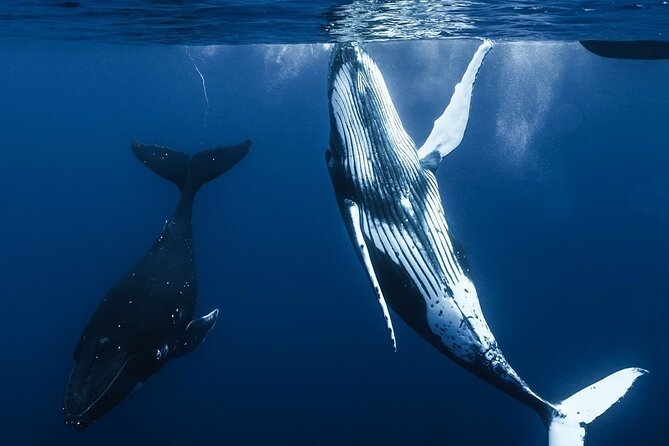 Watch and Swim with Humpback Whales in Moorea - Why this Moorea whale trip feels different
