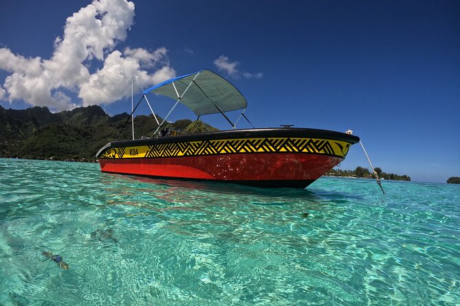 Watch and Swim with Humpback Whales in Moorea - Getting into the water near the whales