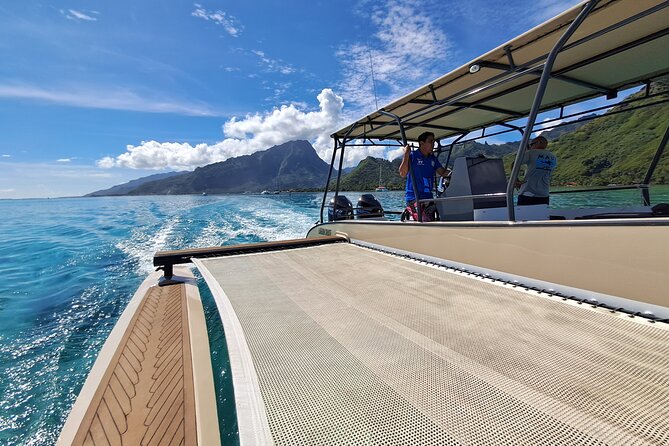 Watch and Swim with Humpback Whales in Moorea - What the strong feedback tells you