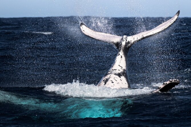 Watch and Swim with Humpback Whales in Moorea - Four hours searching for humpback whales