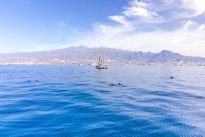 Watching and Listening Whales visiting Los Gigantes&Masca. Food&drinks included - Setting out from Costa Adeje at 10:30 a.m.