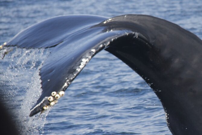 Watching whales and dolphins on Terceira Island - Key points at a glance