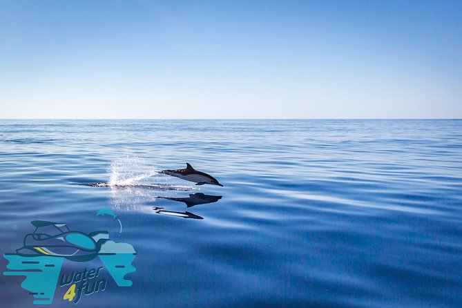 Watching whales and dolphins on Terceira Island - Following the spotter toward whales and dolphins