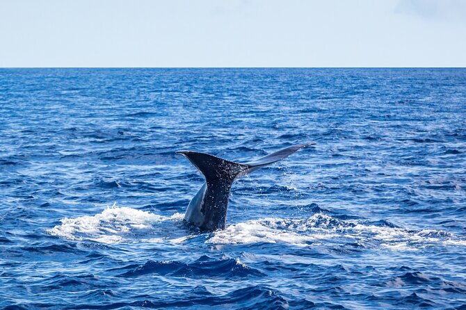 Watching whales and dolphins on Terceira Island - What you might see in three hours