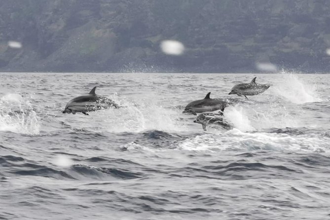 Watching whales and dolphins on Terceira Island - Guides who add substance between sightings