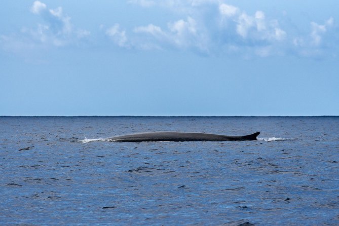 Watching whales and dolphins on Terceira Island - Weather, comfort, and practical planning