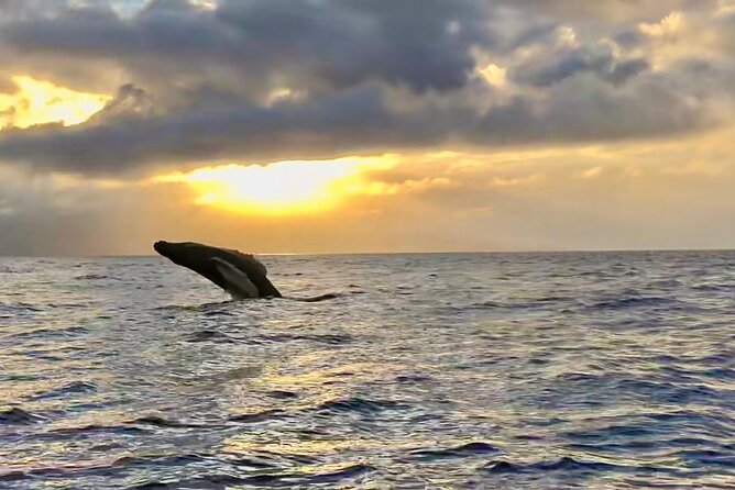 West Maui Sunset Whale Watch - Why the small boat matters