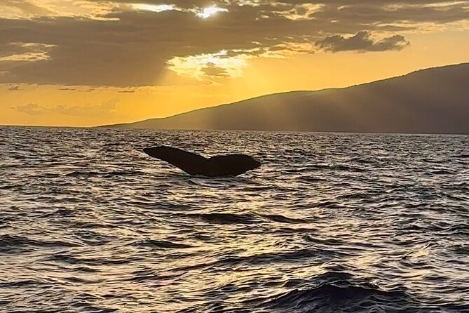 West Maui Sunset Whale Watch - Who will enjoy this most
