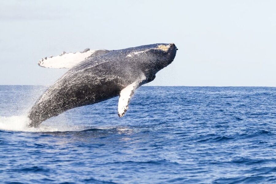 West Oahu: Eco-Friendly Whale Watching Cruise - What the Two-Hour Cruise Is Like