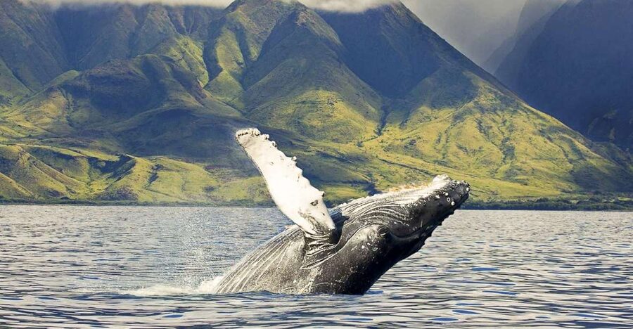 West Oahu: Eco-Friendly Whale Watching Cruise - Views of the Waiʻanae Mountains and Pacific