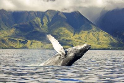 West Oahu: Eco-Friendly Whale Watching Cruise