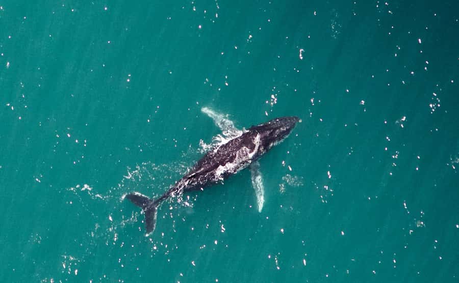 Western Australia: Swim with Humpback Whales - Key points to know before booking