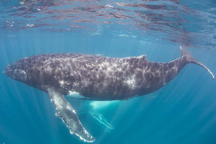 Western Australia: Swim with Humpback Whales - Why Ningaloo makes this whale trip different