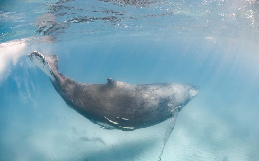 Western Australia: Swim with Humpback Whales - Heading offshore to find humpback whales