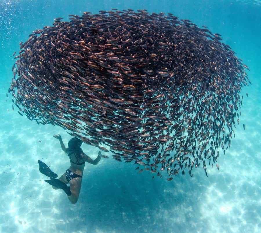 Western Australia: Swim with Humpback Whales - A second reef stop and unexpected wildlife