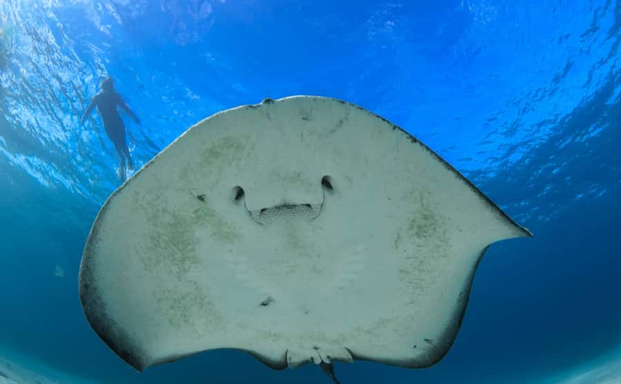Western Australia: Swim with Humpback Whales - Is $467 good value?