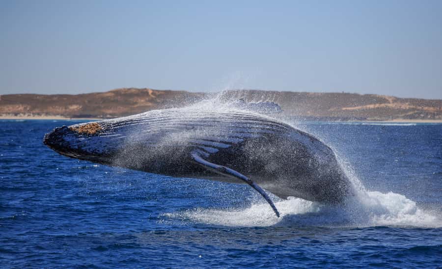Western Australia: Swim with Humpback Whales - The first reef snorkel near Coral Bay