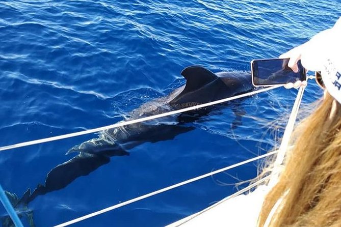 Whale and Dolphin Small Group Sailing from Tenerife South - Dolphins, Turtles, and the Luck of the Day