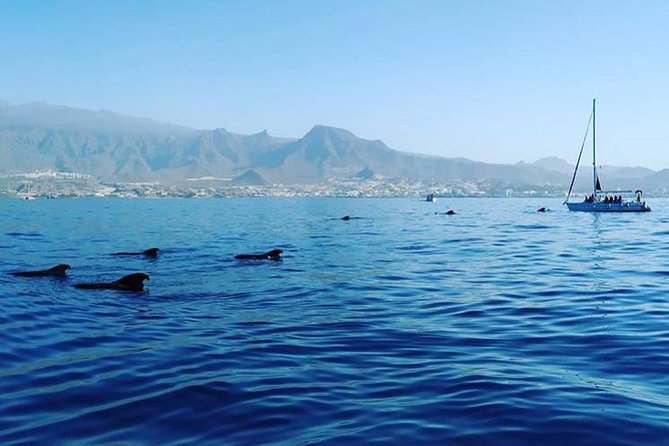 Whale and Dolphin Small Group Sailing from Tenerife South - Breakfast, Sandwiches, Snacks, and Drinks