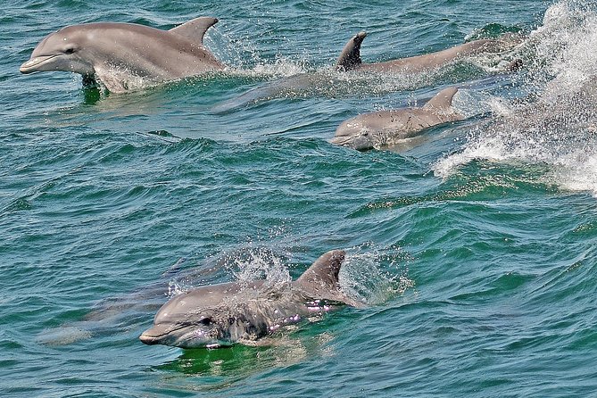 Whale and Dolphin Watching Cruise from Cape May - Who will enjoy this Cape May cruise most?