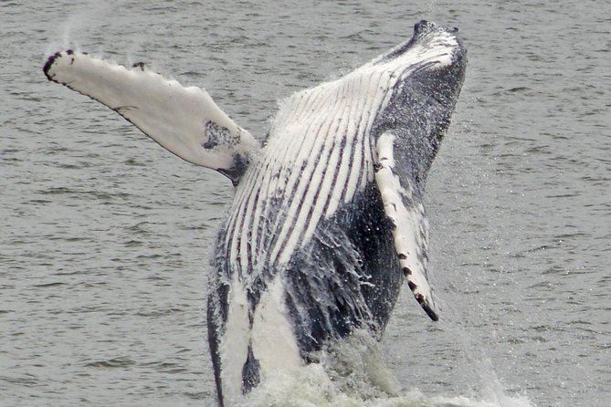 Whale and Dolphin Watching Cruise from Cape May - Practical preparation for departure day