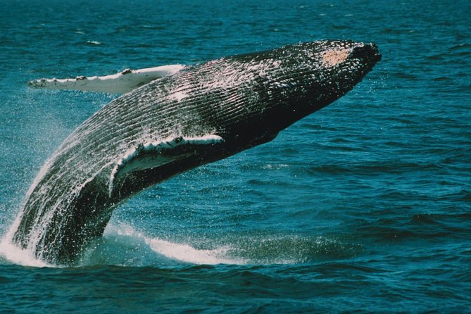 Whale and Dolphin Watching Cruise from Cape May - What happens during the three-hour search