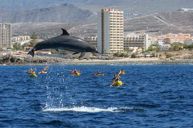 Whale and Dolphin Watching EcoAdventure in Tenerife - Key points to know before you book