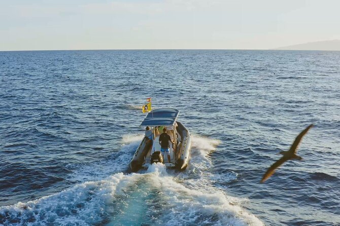 Whale and Dolphin Watching EcoAdventure in Tenerife - A two-hour search for whales off Costa Adeje