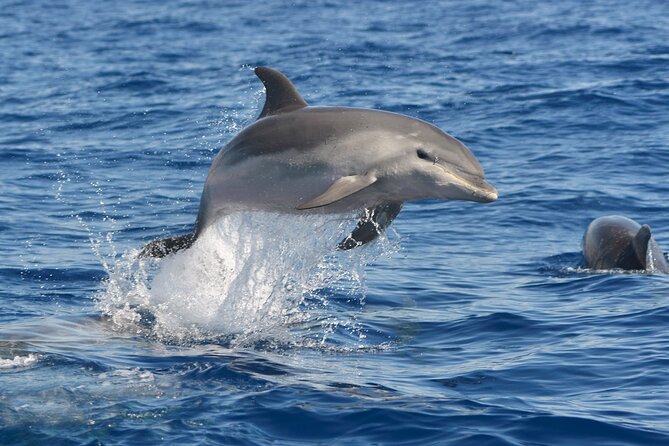 Whale and Dolphin Watching EcoAdventure in Tenerife - Small group, simple boat, more personal contact