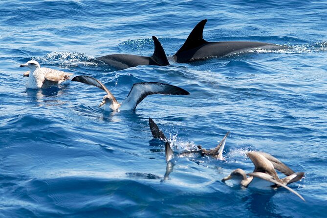 Whale and Dolphin Watching EcoAdventure in Tenerife - What the eco approach means in practice