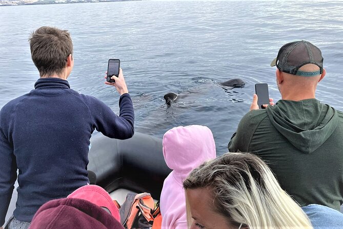 Whale and Dolphin Watching EcoAdventure in Tenerife - Weather and the reality of a wildlife outing
