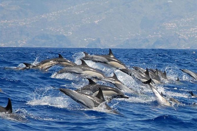 Whale and Dolphin Watching in Calheta, Madeira Island - Key points for choosing this Calheta boat trip