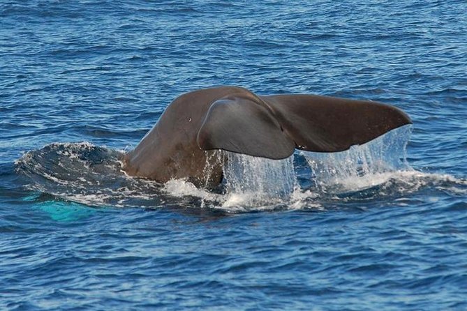 Whale and Dolphin Watching in Calheta, Madeira Island - Setting out from Calheta for the Atlantic search