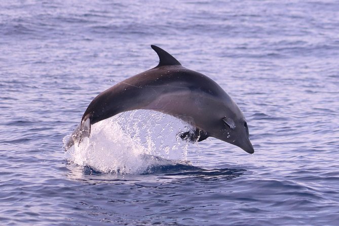 Whale and Dolphin Watching in Calheta, Madeira Island - The crew, commentary, and animal care