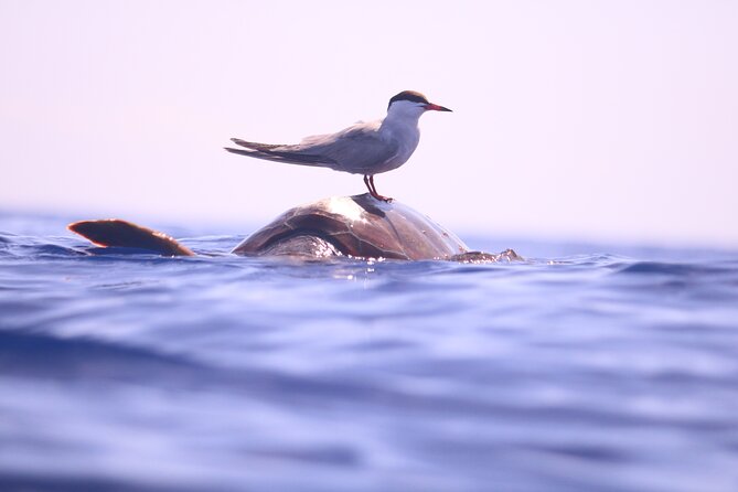 Whale and Dolphin Watching in Calheta, Madeira Island - Why the coastal views matter